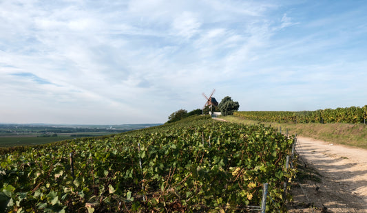 Chardonnay, Pinot Noir & Meunier: the Heroes of Champagne